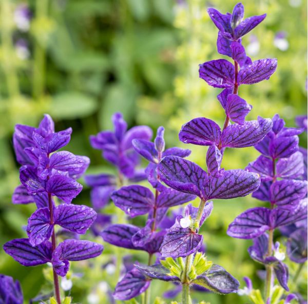 Broksalvia
